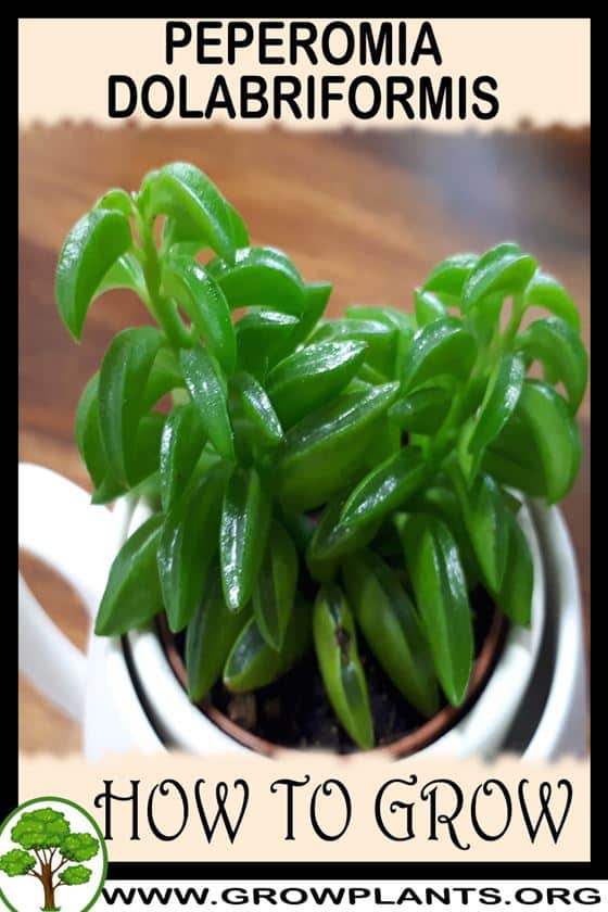 Peperomia dolabriformis