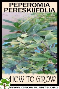 How to grow Peperomia pereskiifolia