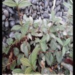 Peperomia puteolata