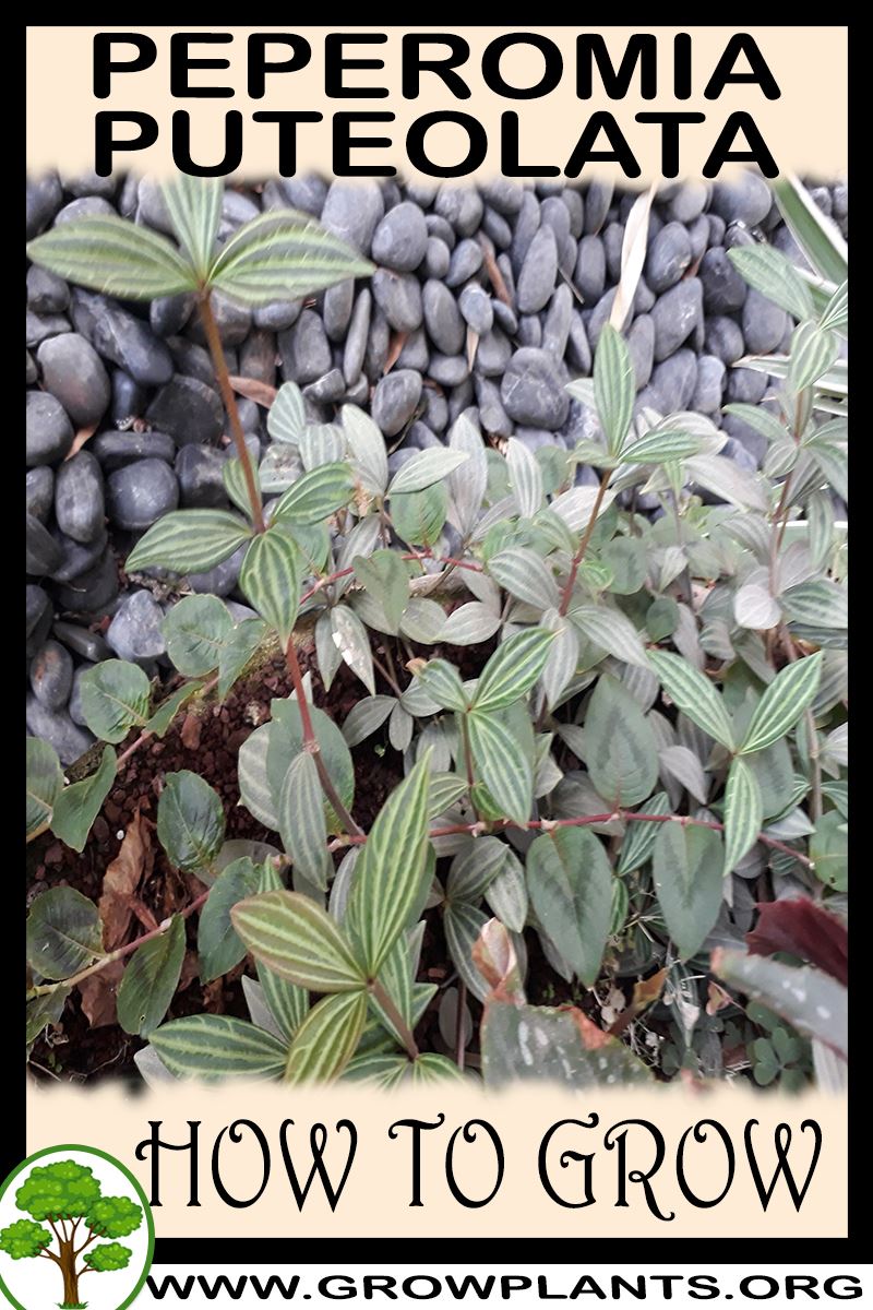 How to grow Peperomia puteolata
