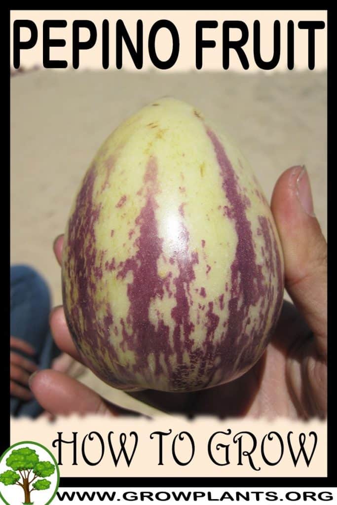 Pepino fruit