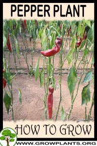 How to grow Pepper plant