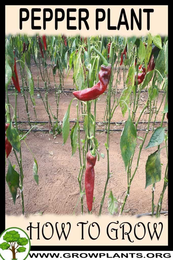 Pepper plant