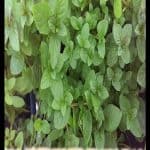 Peppermint plant