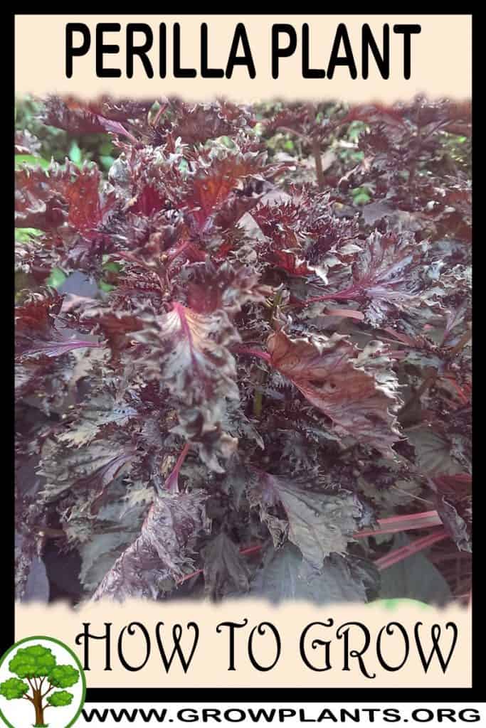 Perilla plant
