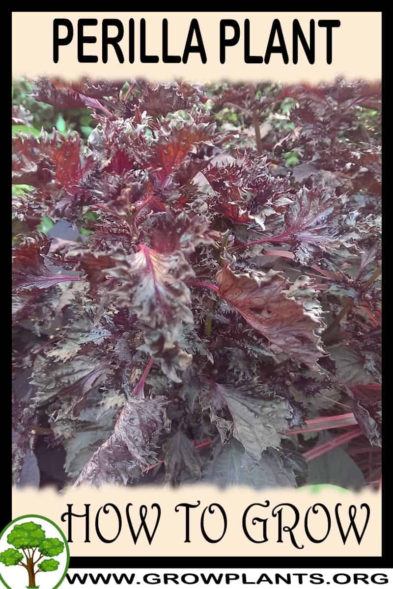 How to grow Perilla plant