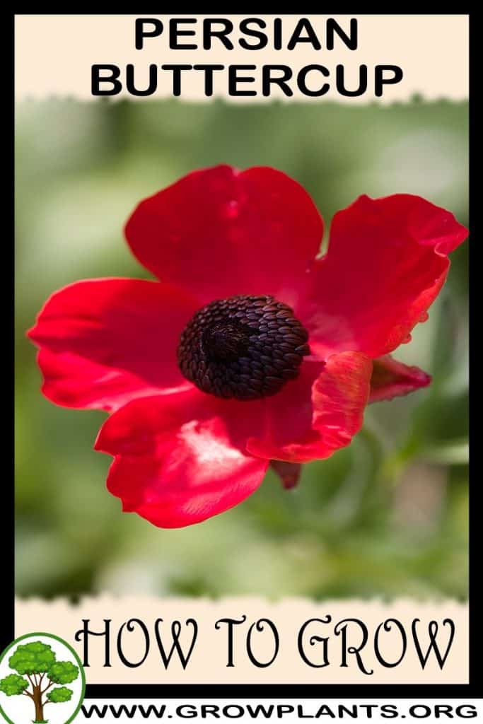 Persian buttercup