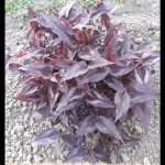 Persicaria Red Dragon
