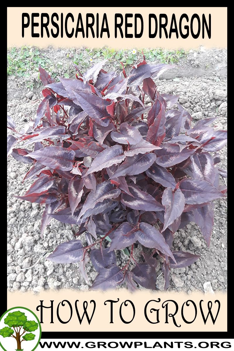 How to grow Persicaria Red Dragon