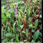 Persicaria affinis