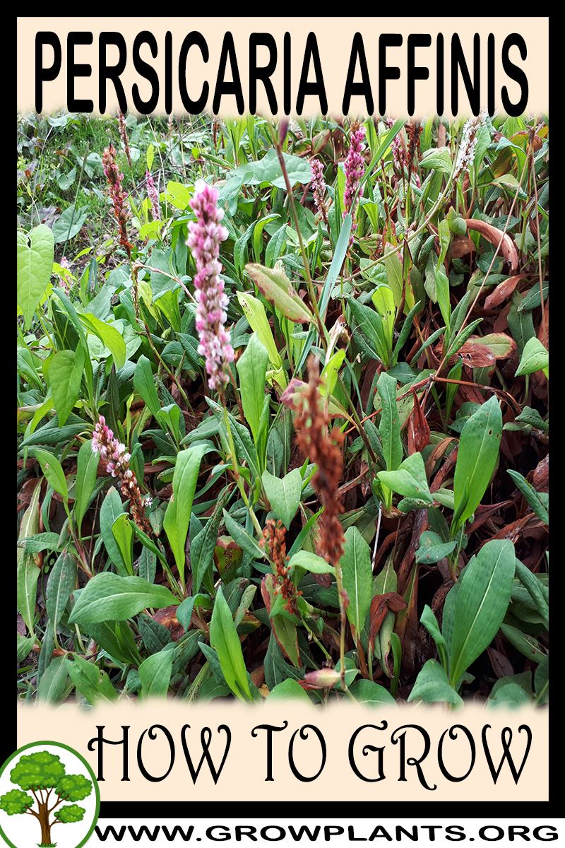 How to grow Persicaria affinis