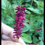 Persicaria amplexicaulis
