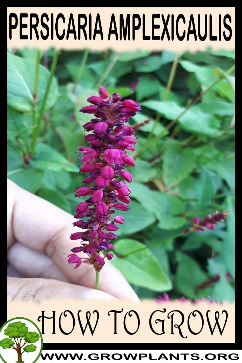How to grow Persicaria amplexicaulis
