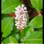 Persicaria bistorta