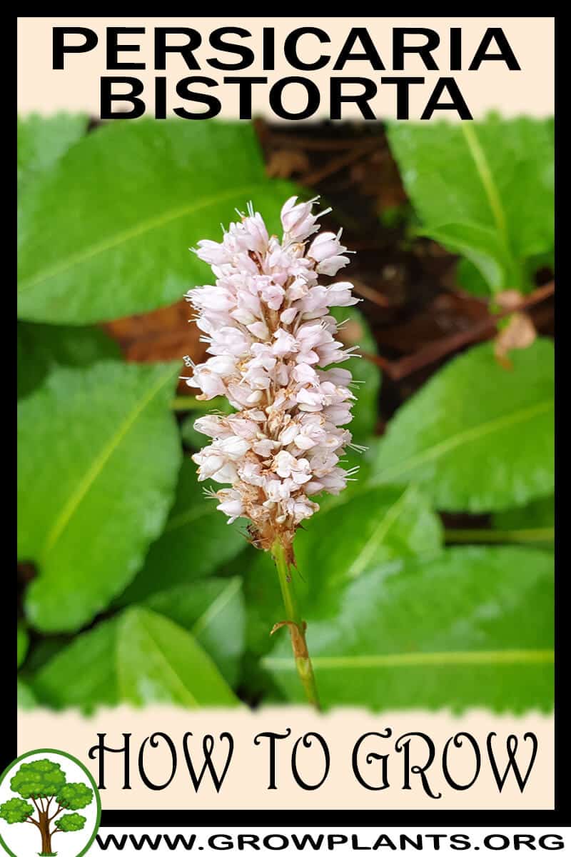 How to grow Persicaria bistorta