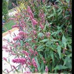 Persicaria maculosa