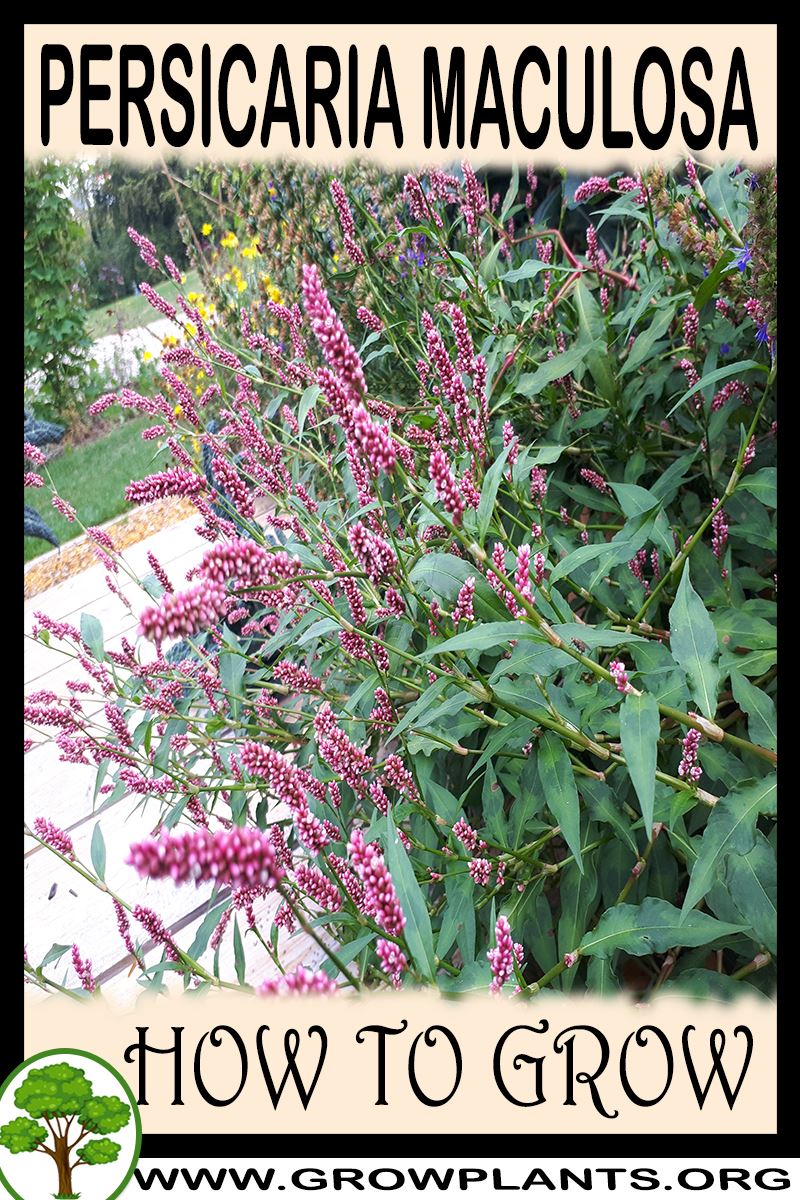 How to grow Persicaria maculosa