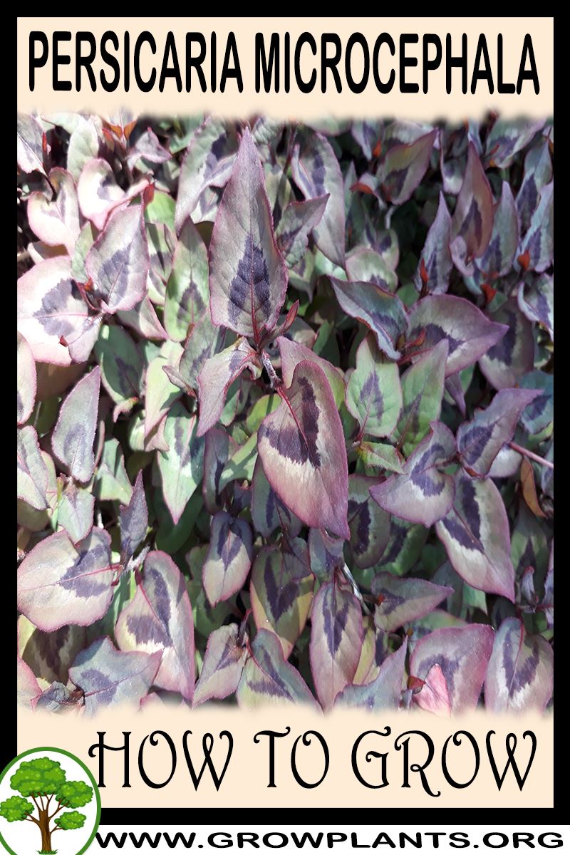 How to grow Persicaria microcephala