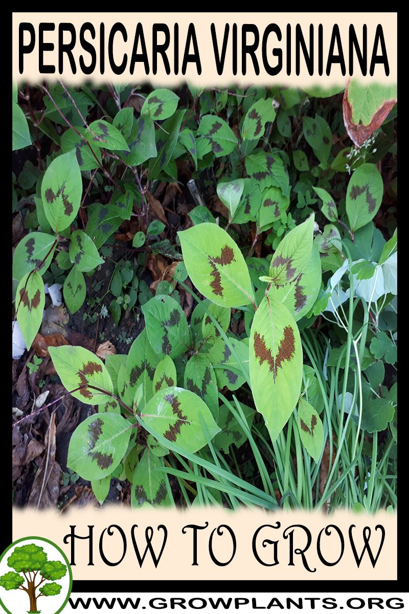How to grow Persicaria virginiana