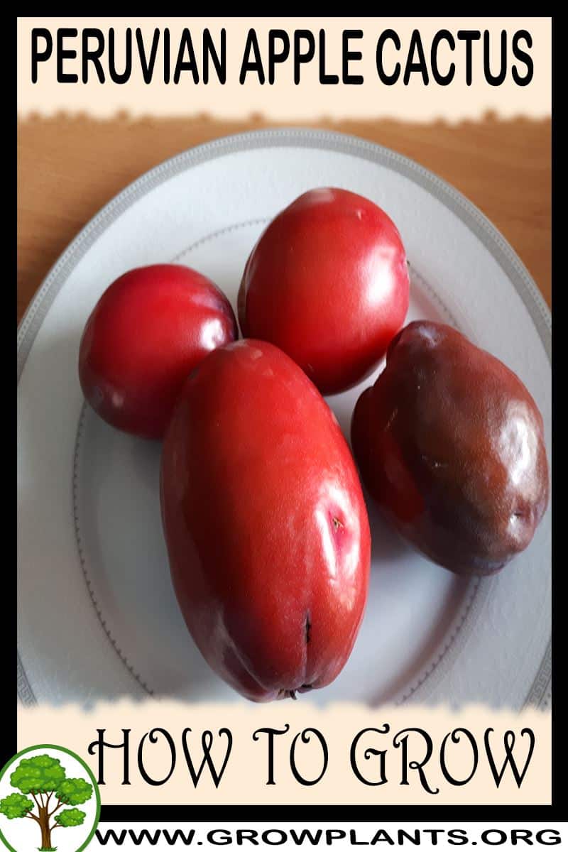 How to grow Peruvian apple cactus
