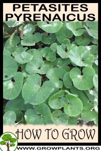 How to grow Petasites pyrenaicus