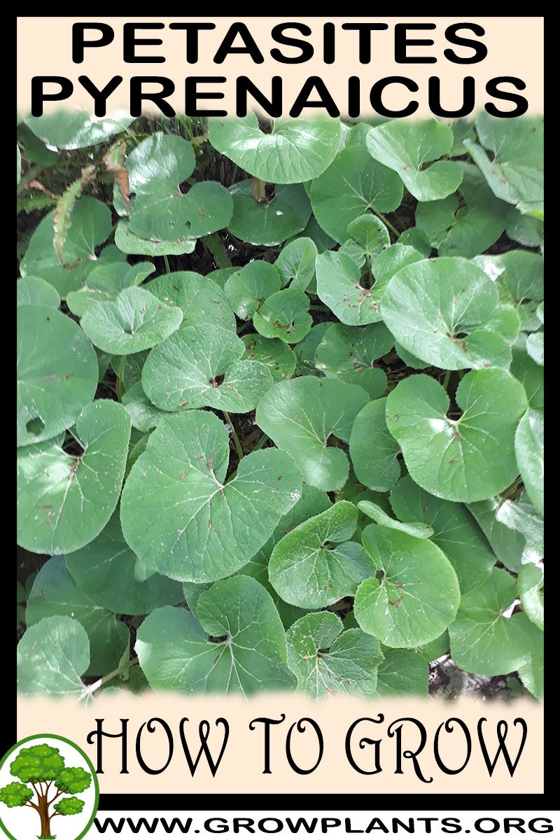 How to grow Petasites pyrenaicus