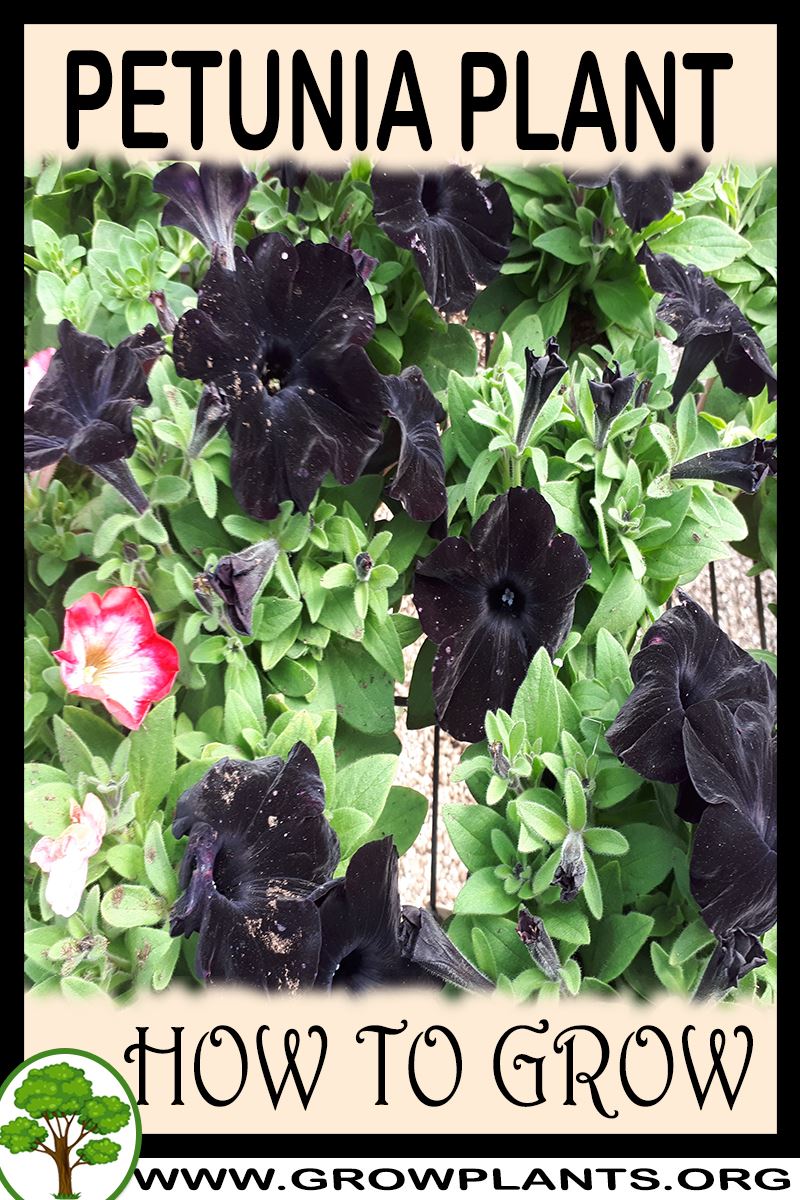 How to grow Petunia