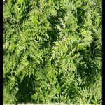 Phacelia tanacetifolia