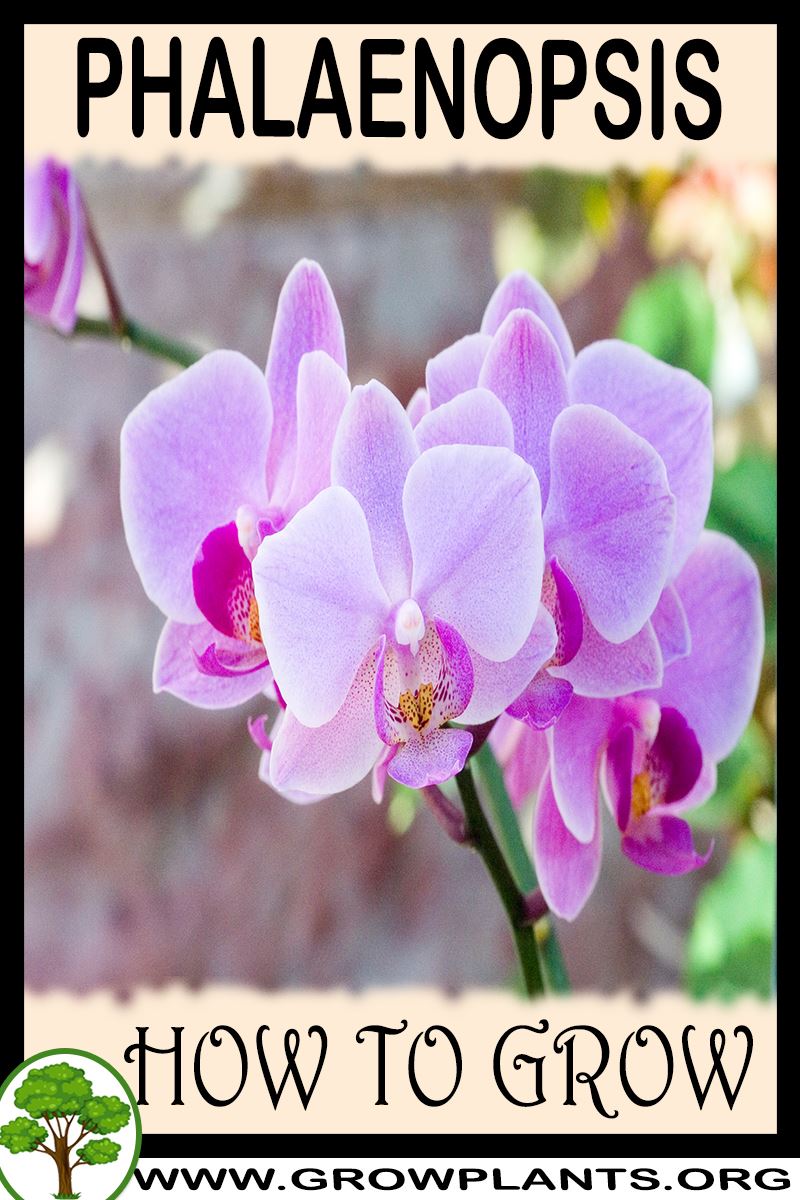 How to grow Phalaenopsis