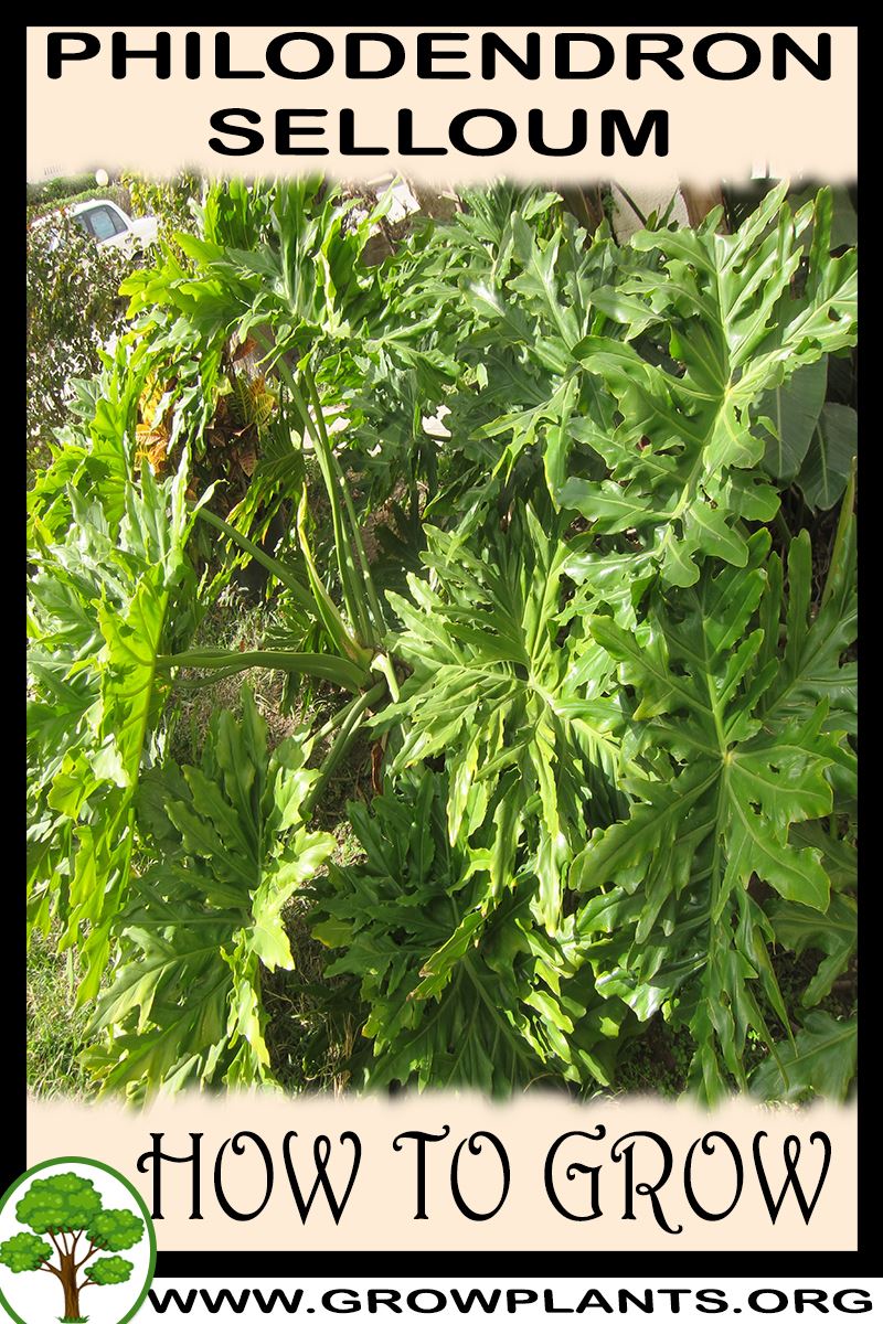 How to grow Philodendron selloum