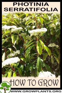 How to grow Photinia serratifolia
