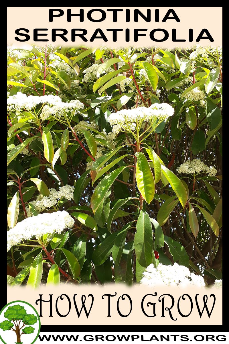 How to grow Photinia serratifolia