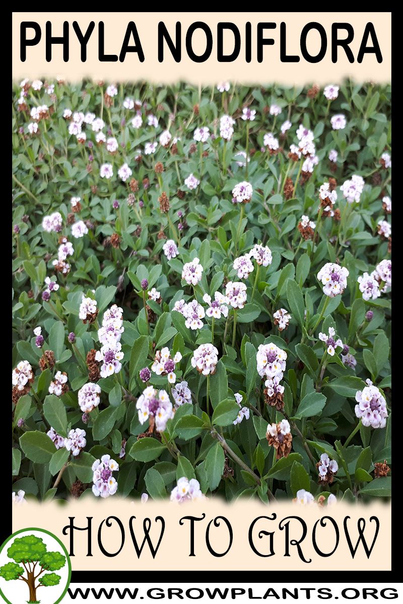 How to grow Phyla nodiflora
