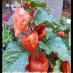 Physalis alkekengi