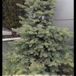 Picea omorika