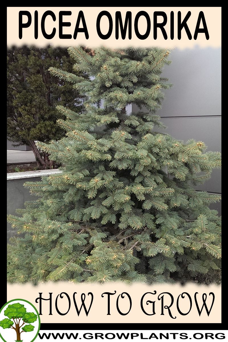 How to grow Picea omorika