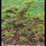 Picea torano