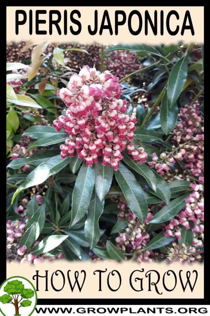 Pieris japonica