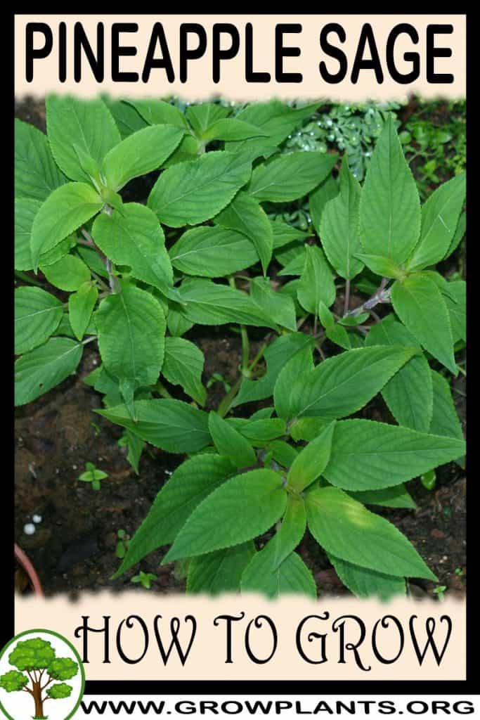 Pineapple sage