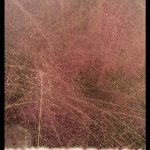 Pink muhly grass