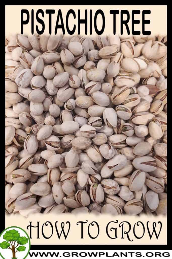 Pistachio tree