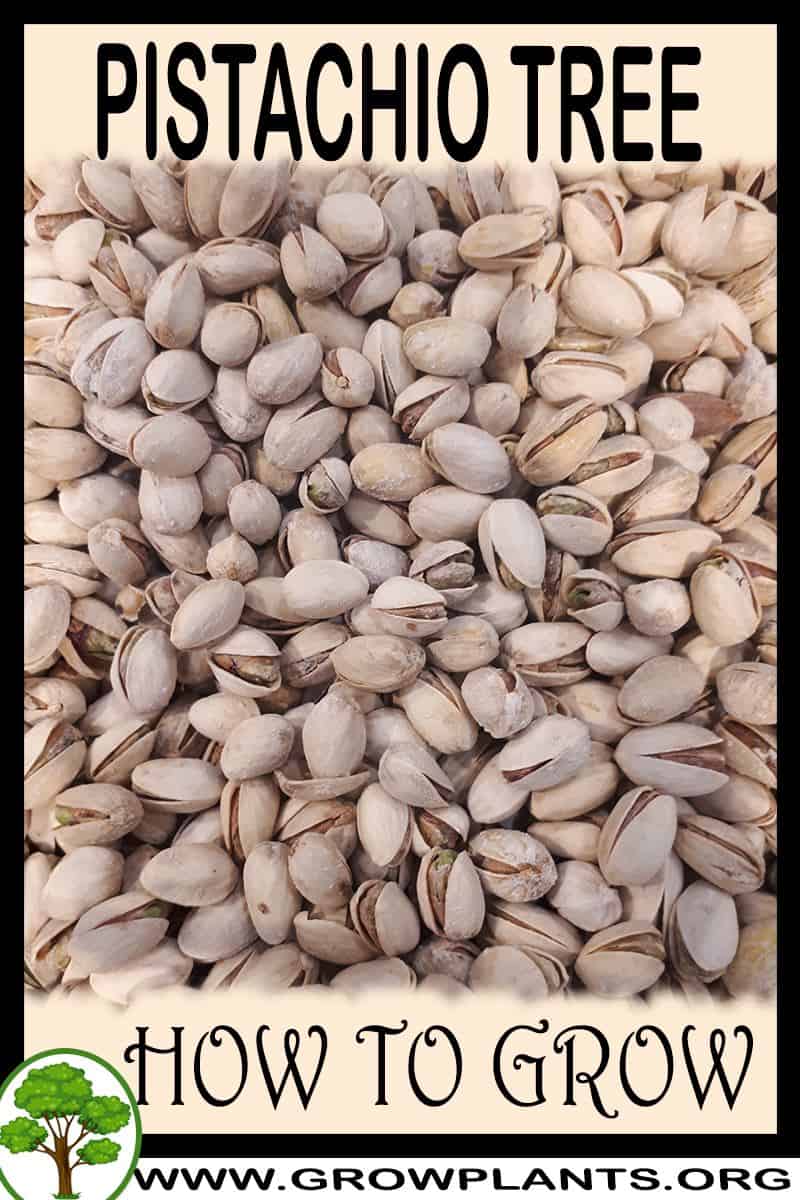 How to grow Pistachio tree