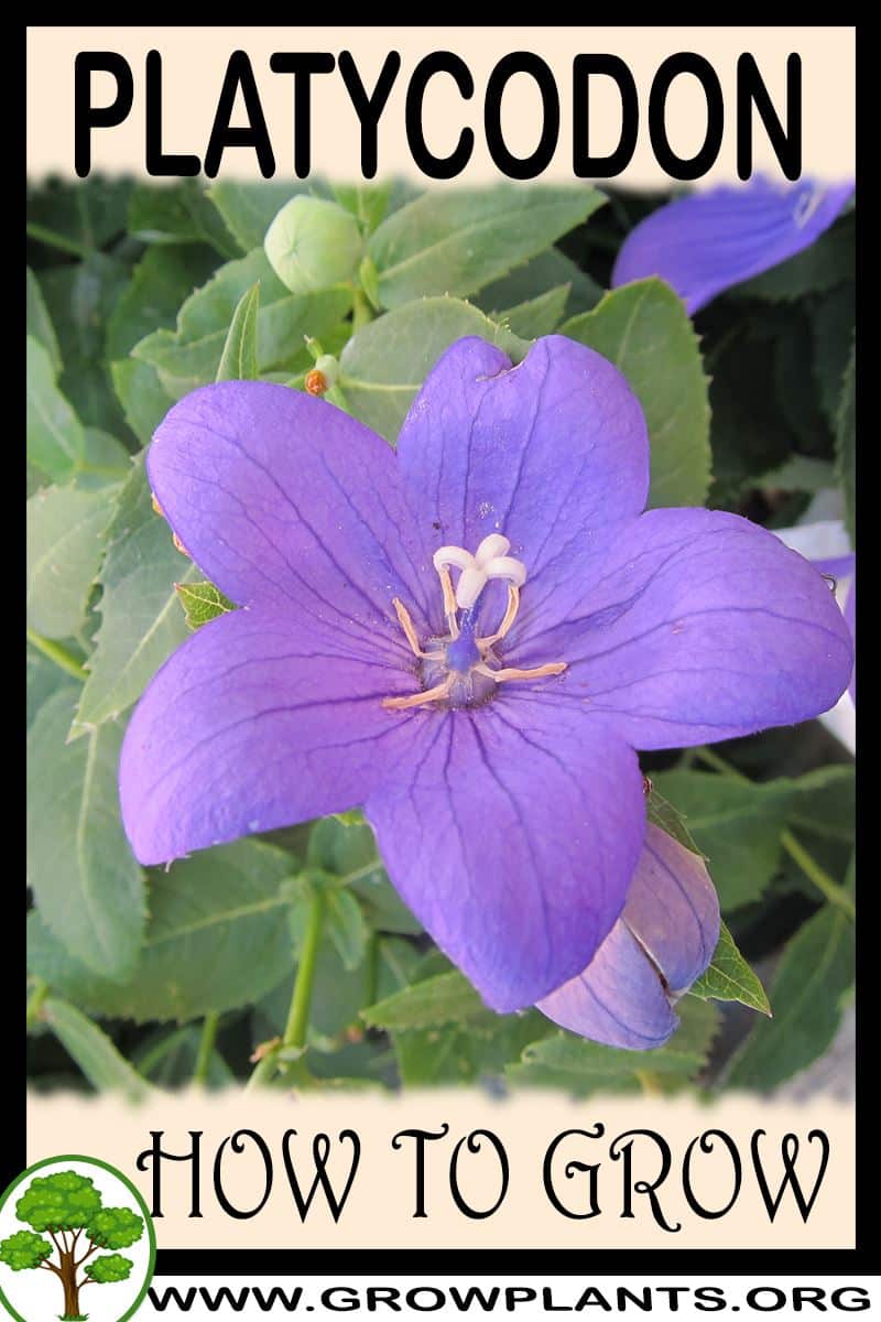 How to grow Platycodon
