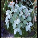 Plectranthus argentatus