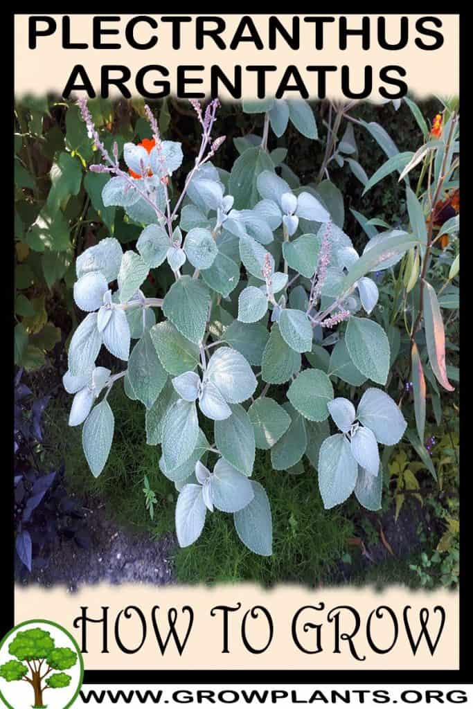 Plectranthus argentatus