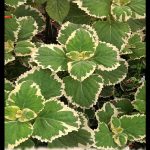 Plectranthus ciliatus