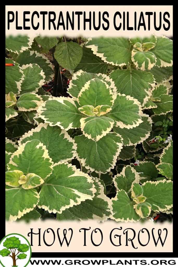 Plectranthus ciliatus