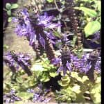 Plectranthus neochilus
