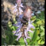 Plectranthus ornatus
