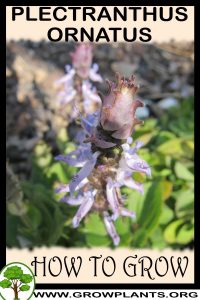 How to grow Plectranthus ornatus
